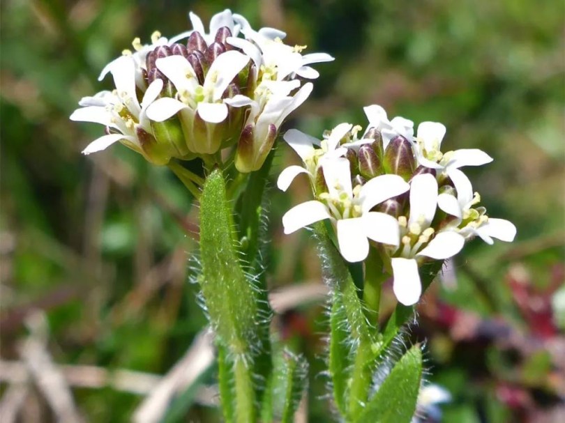 Borzas ikravirág, Arabis hirsuta, etnobotanika